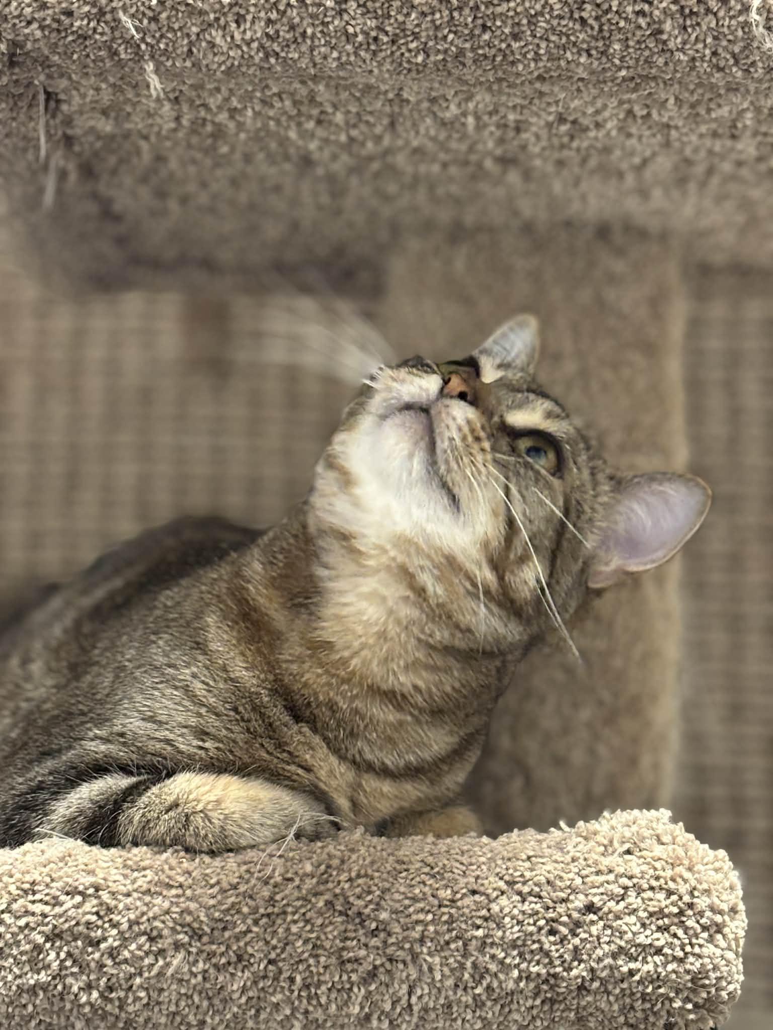 Penny, a Adoptable mixed breed in Nanaimo, BC image 4/6