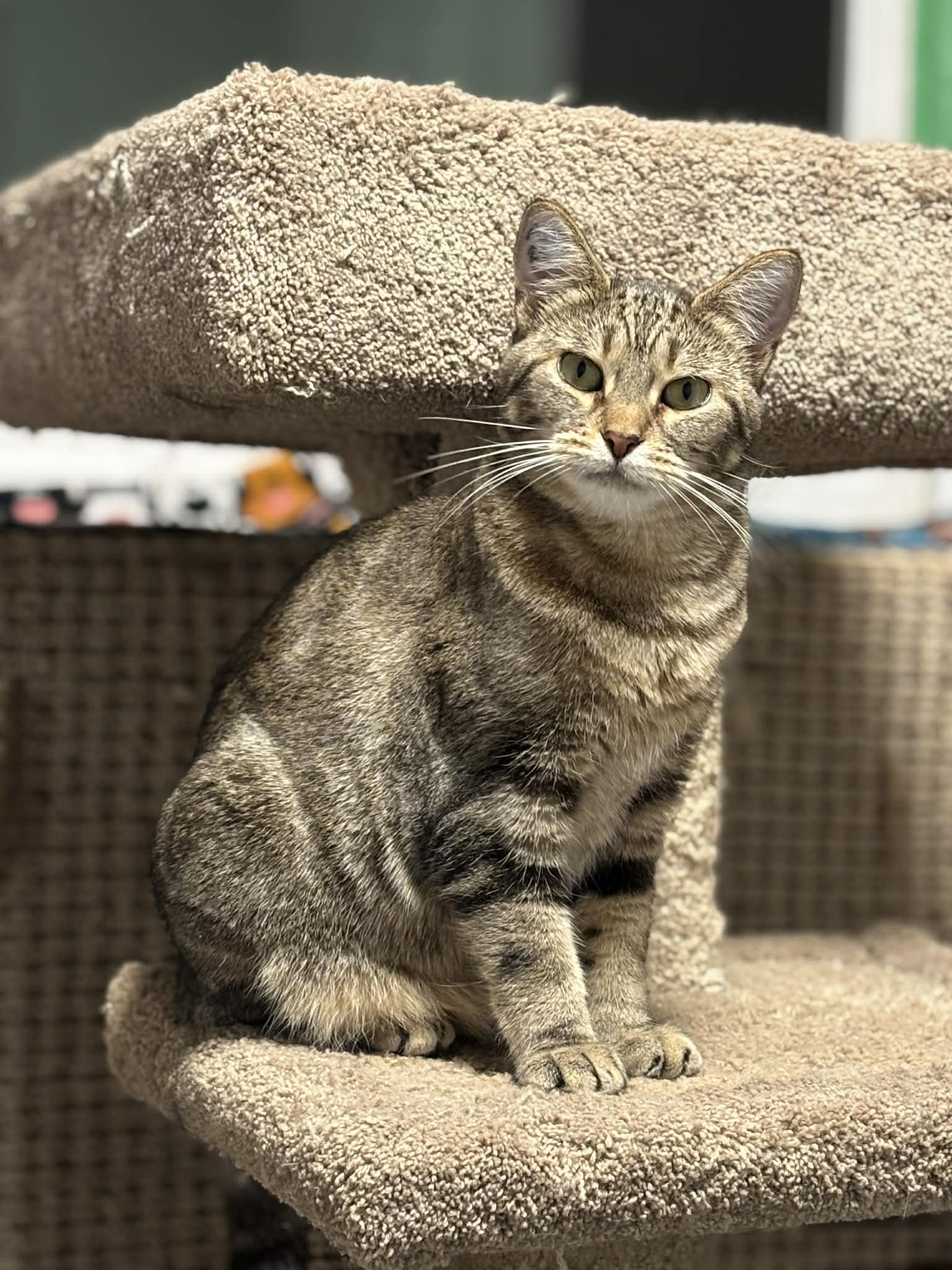 Penny, a Adoptable mixed breed in Nanaimo, BC image 5/6