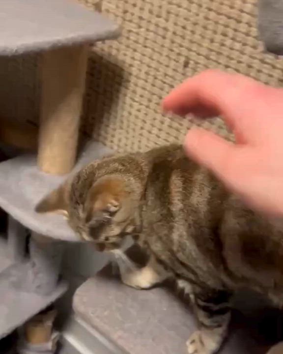 Enlarge Penny, a Adoptable mixed breed in Nanaimo, BC video 6/6