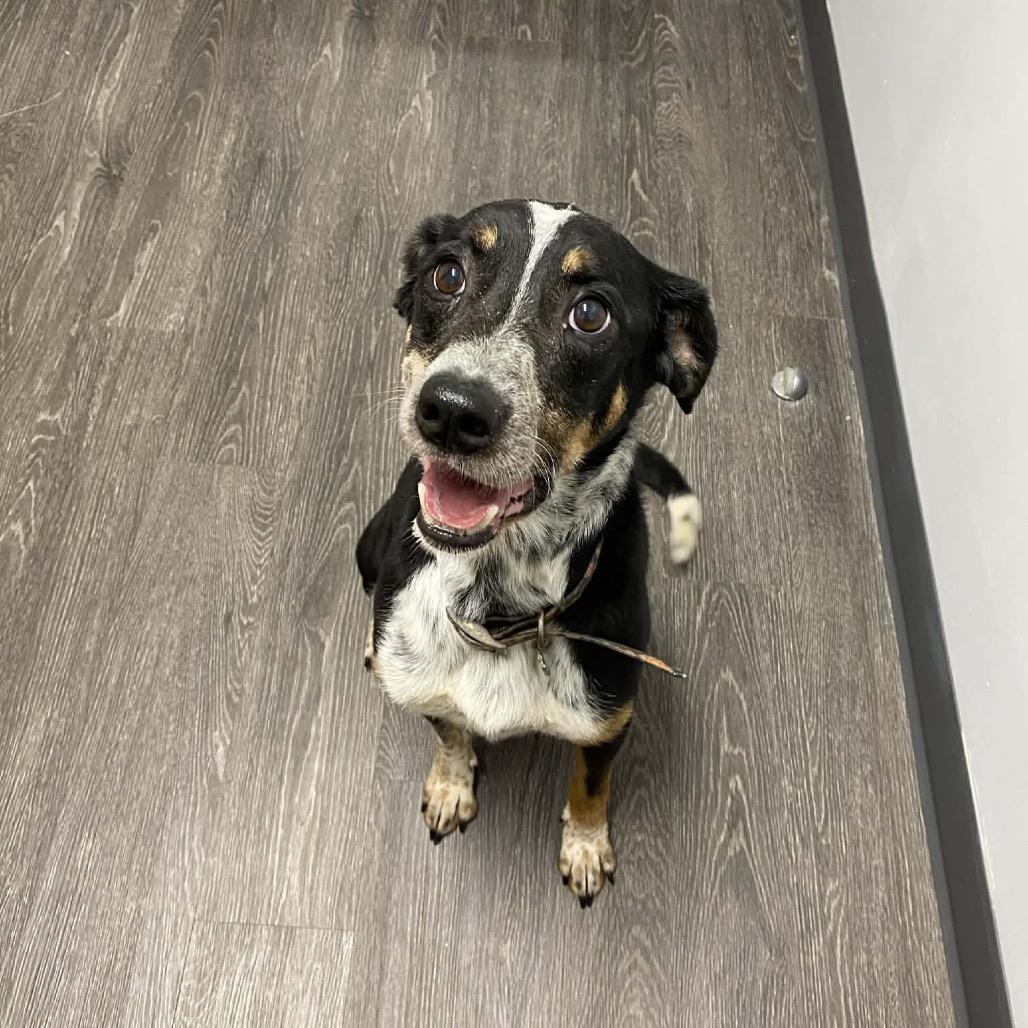 Sissy, Adoptable, Adult Female Bluetick Coonhound.