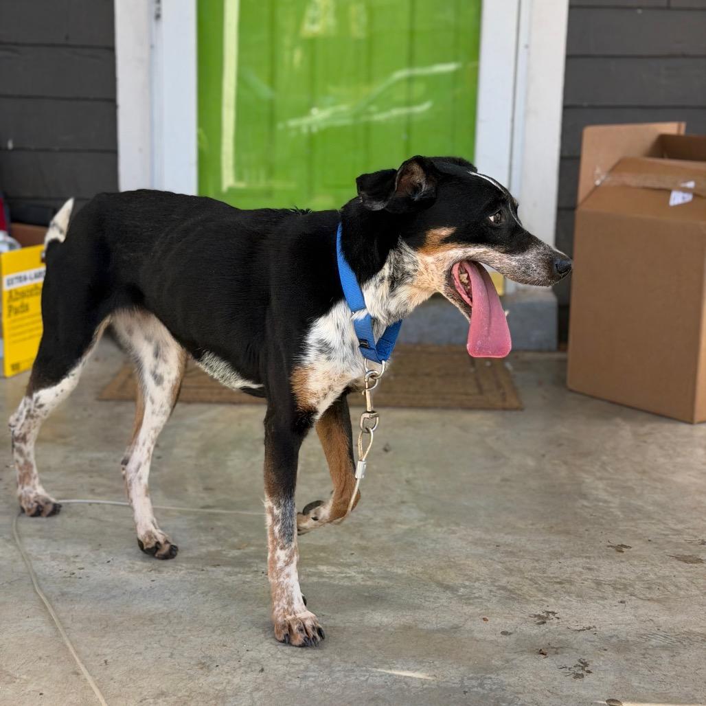 Enlarge Sissy, a Adoptable Bluetick Coonhound in Kansas City, MO image 2/4