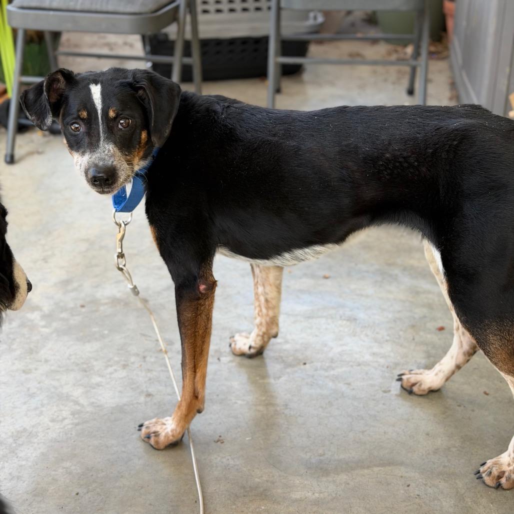 Enlarge Sissy, a Adoptable Bluetick Coonhound in Kansas City, MO image 3/4
