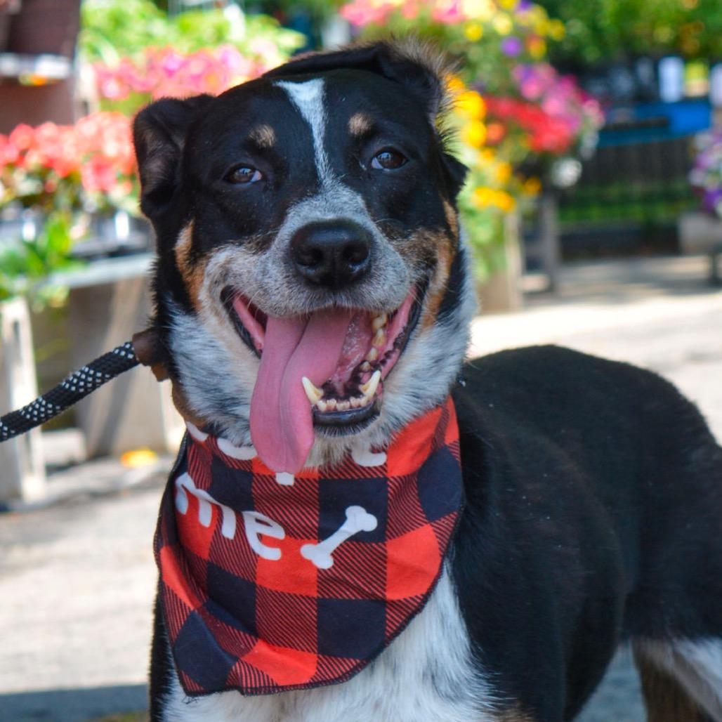 Sissy, Adoptable, Adult Female Bluetick Coonhound.