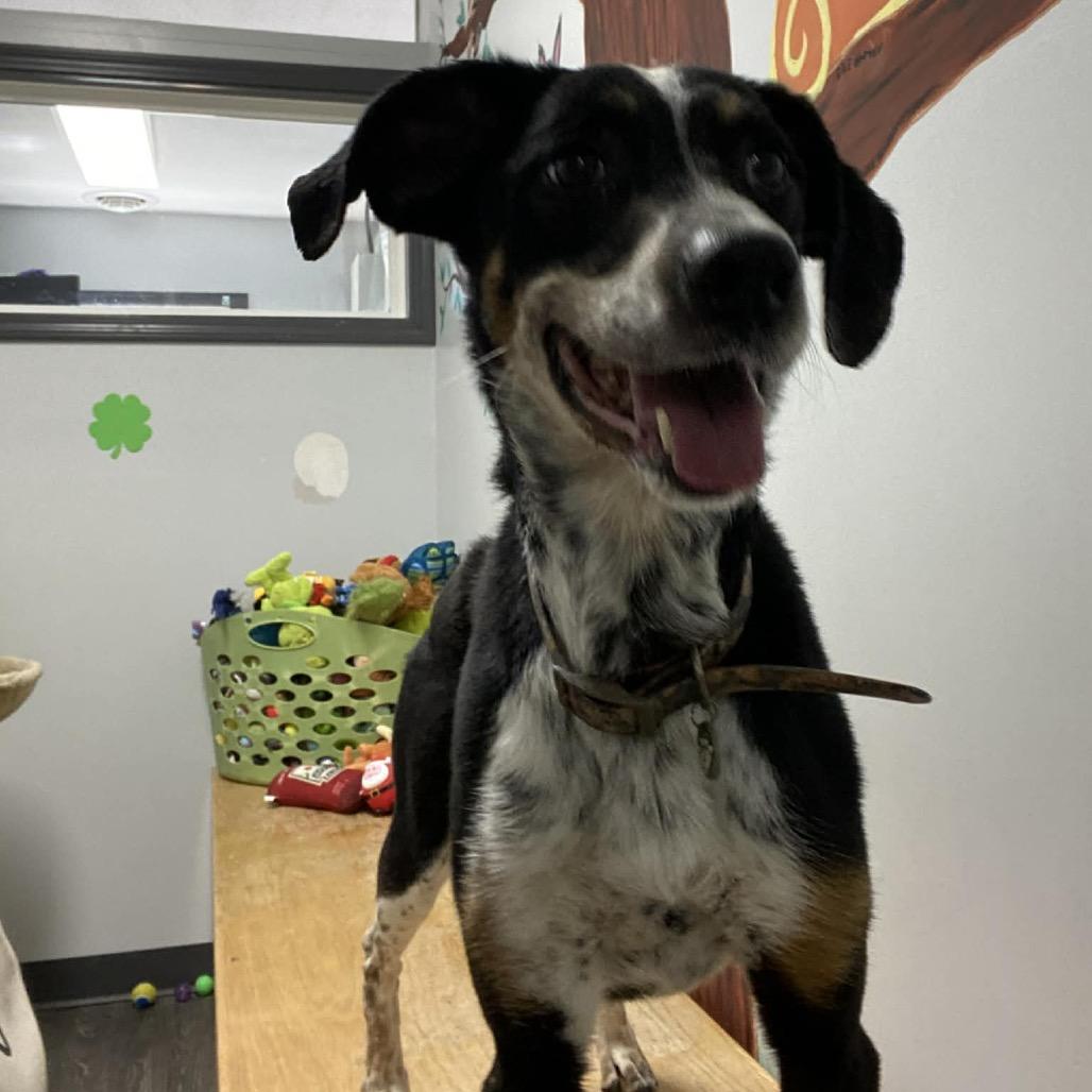 Enlarge Sissy, a Adoptable Bluetick Coonhound in Kansas City, MO image 4/4