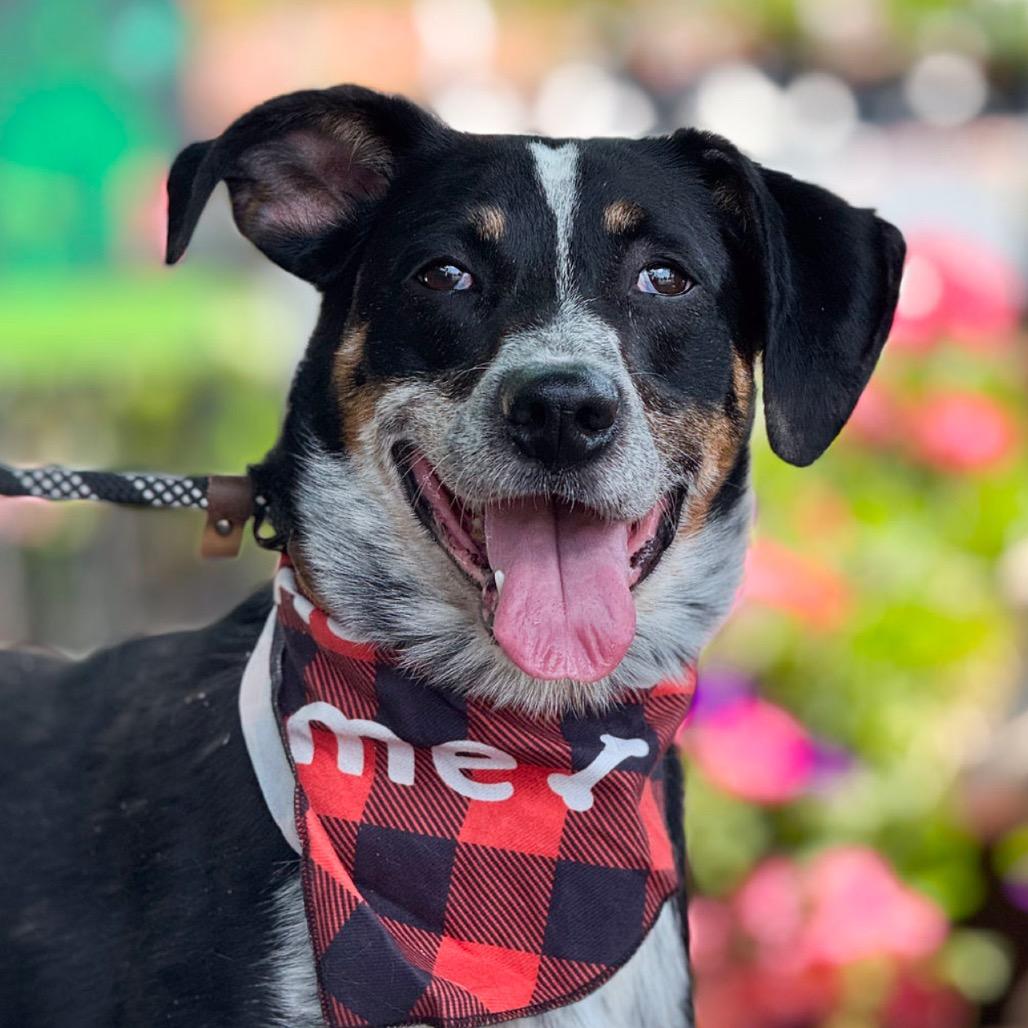 Sissy, a Adoptable Bluetick Coonhound in Kansas City, MO image 2/2