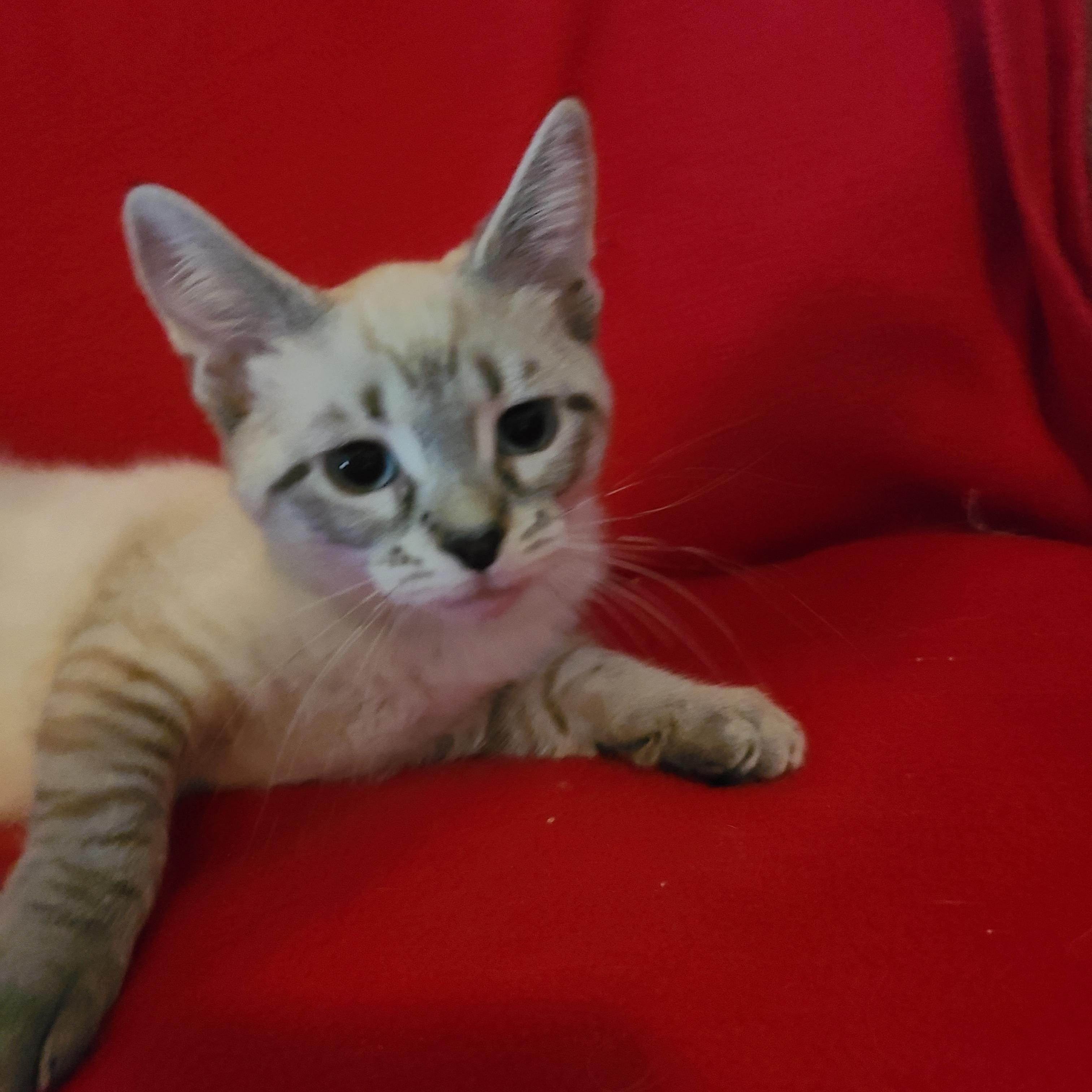 Sea Smoke TH 0626, Adopted, Kitten Female Domestic Short Hair.