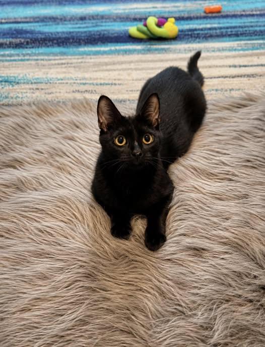 Enlarge Chloe, a ADOPTABLE Domestic Short Hair in Reading, PA image 1/1