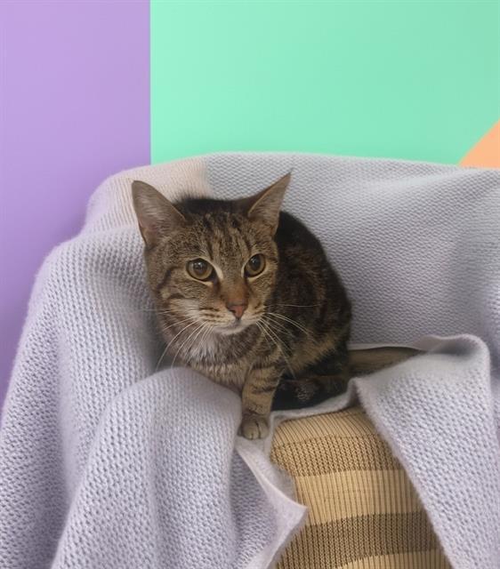 SYLVIA, Adoptable, Adult Female Domestic Short Hair.