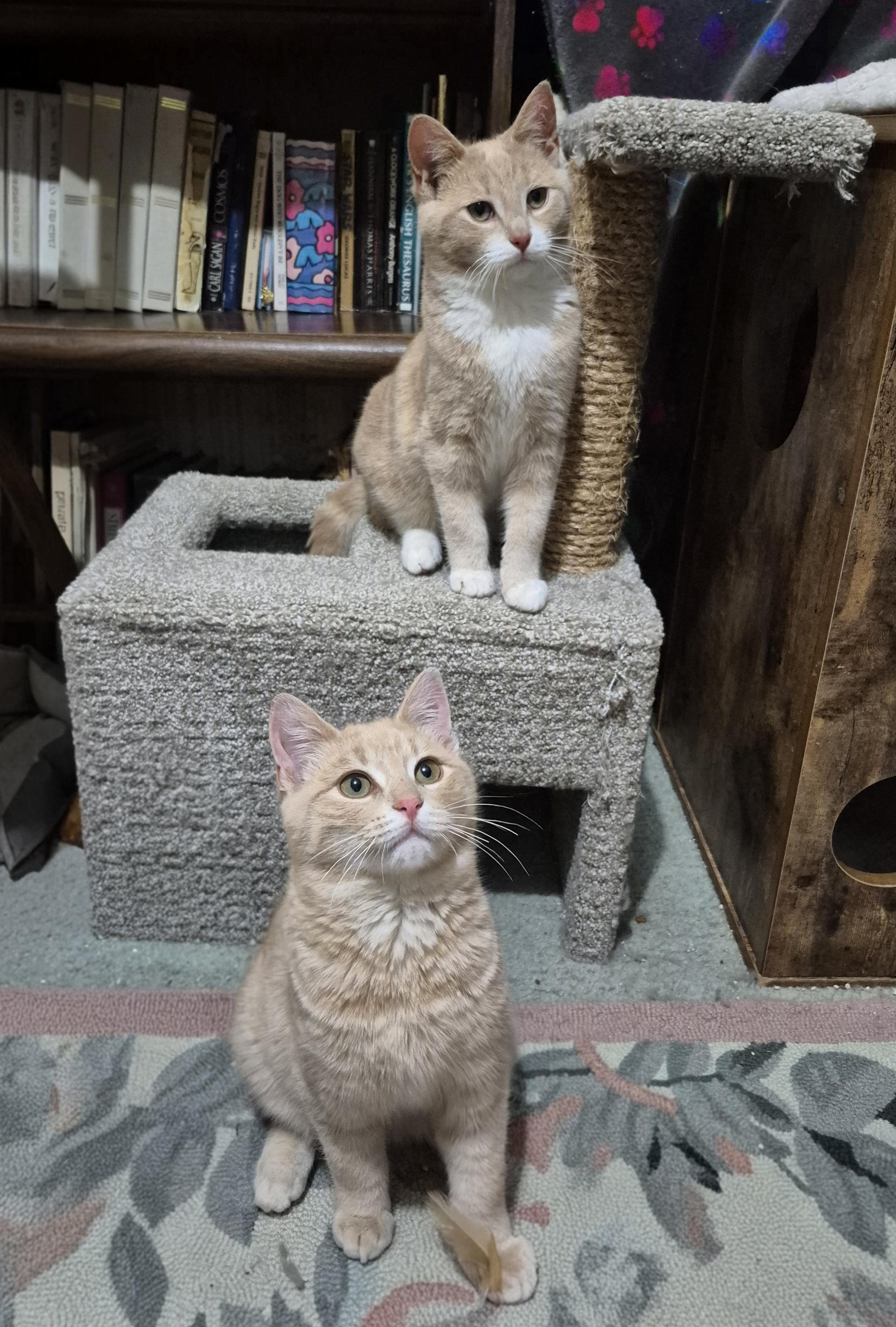 Enlarge Marco and Polo, an adopted Domestic Short Hair in Attleboro, MA image 4/5