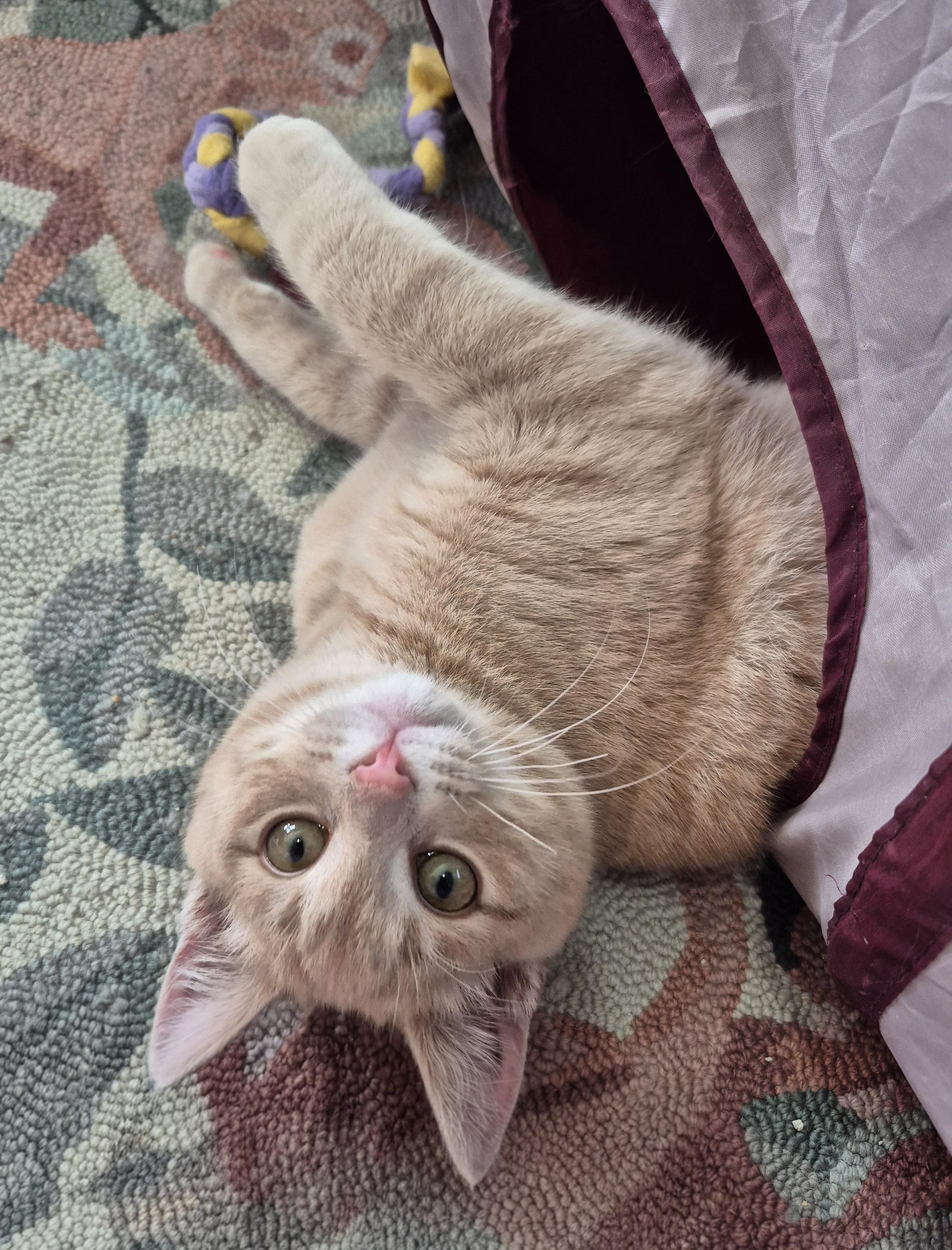 Enlarge Marco and Polo, an adopted Domestic Short Hair in Attleboro, MA image 5/5