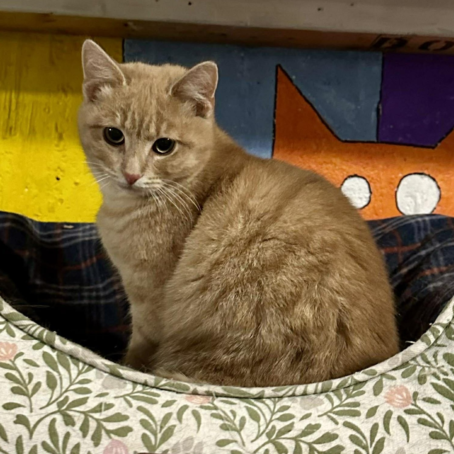 Enlarge Marco and Polo, an adopted Domestic Short Hair in Attleboro, MA image 3/5