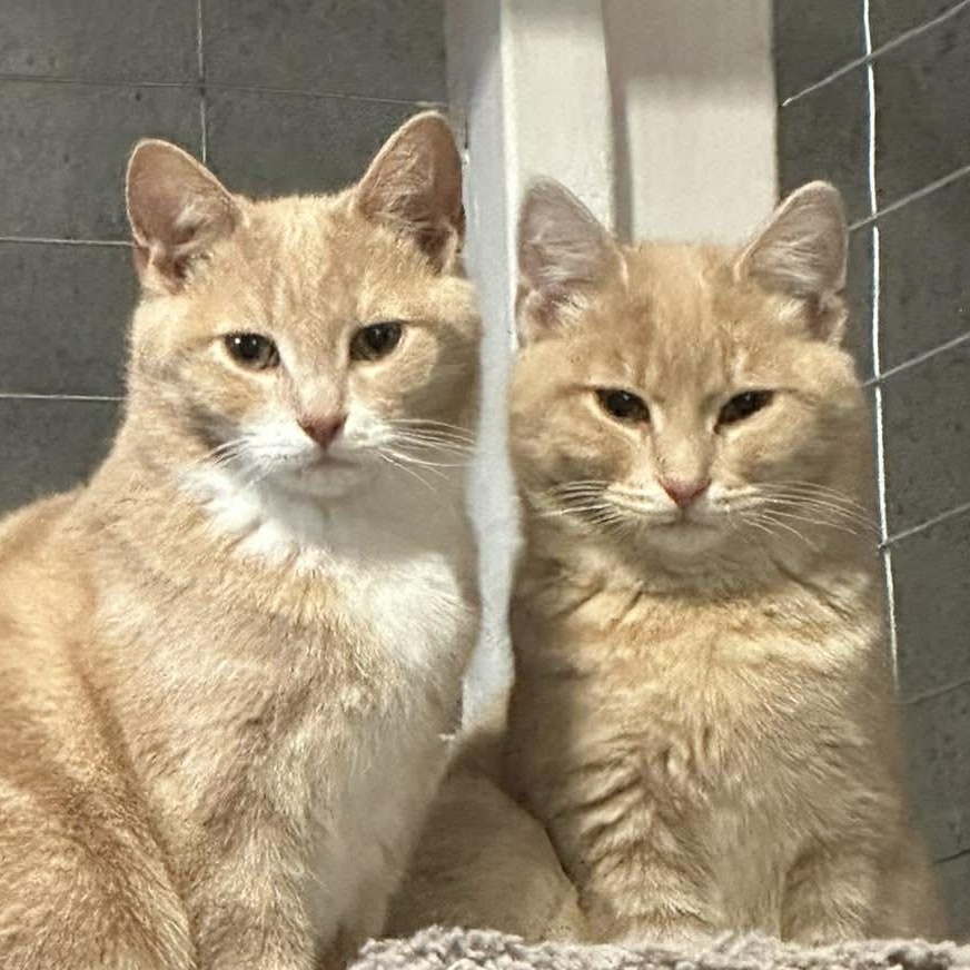 Marco and Polo, adopted, Young Male Domestic Short Hair.