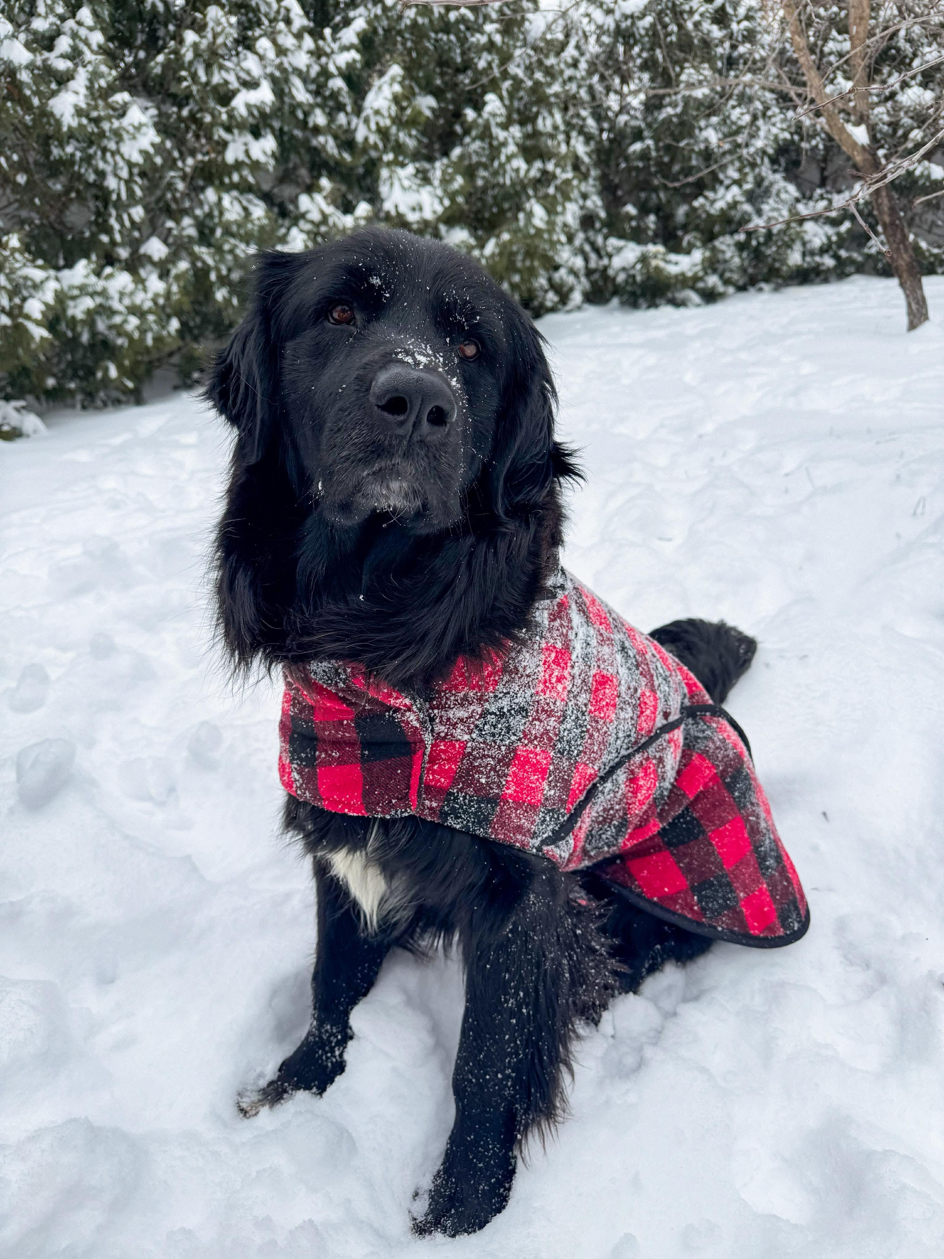 Enlarge Kevin, a ADOPTABLE Flat-Coated Retriever in Washington, DC image 1/5