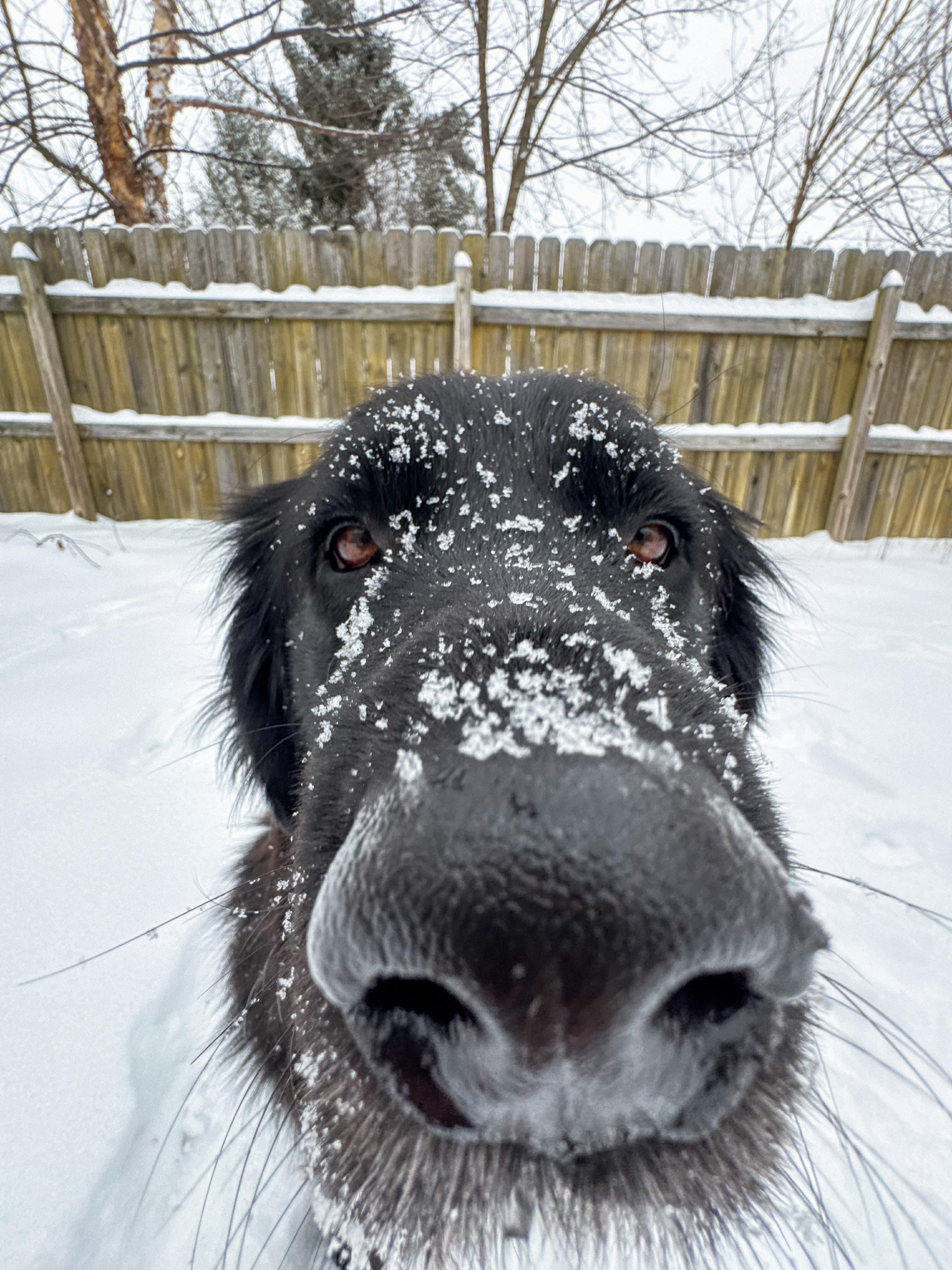 Enlarge Kevin, a ADOPTABLE Flat-Coated Retriever in Washington, DC image 4/5