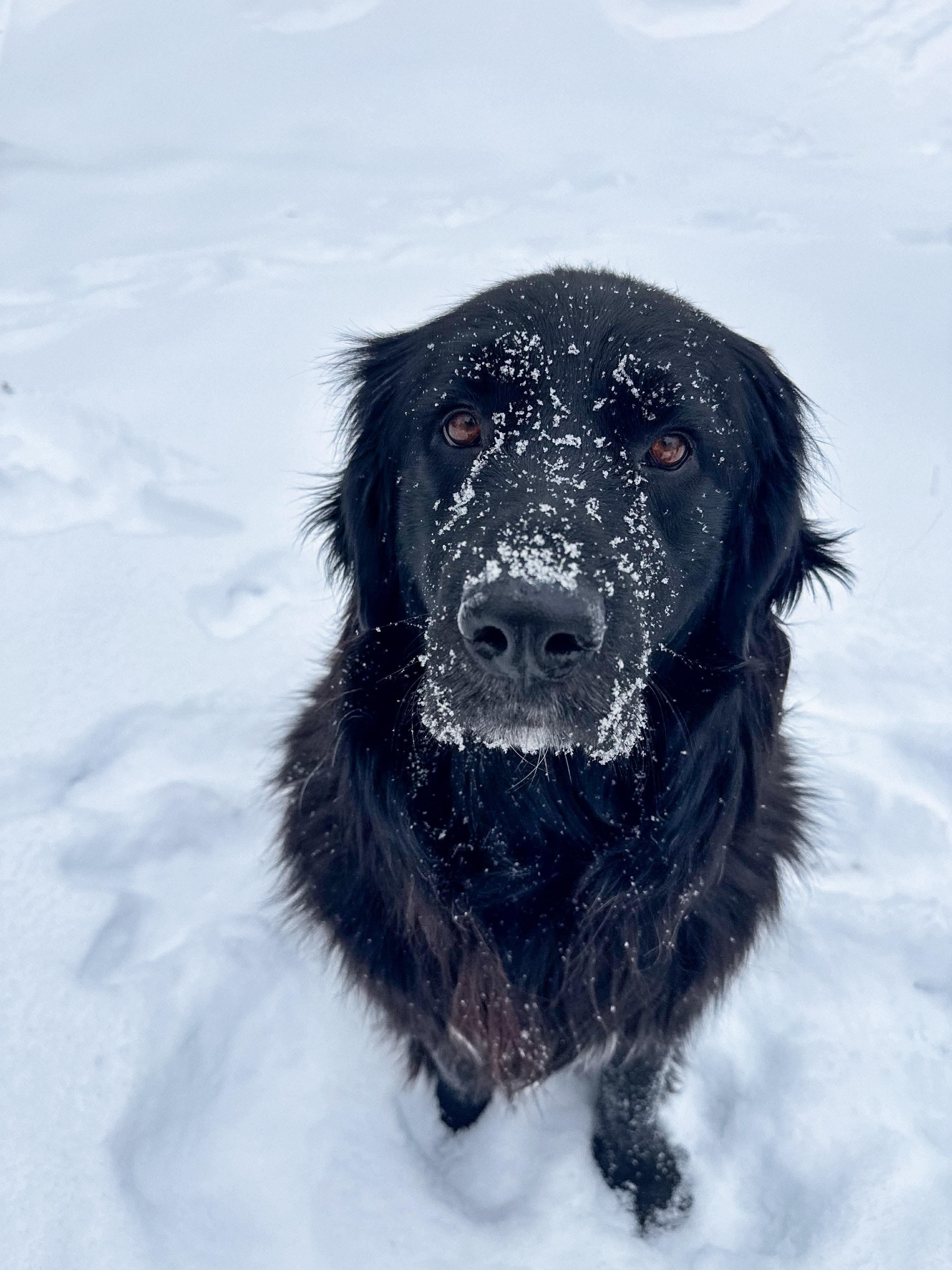 Enlarge Kevin, a ADOPTABLE Flat-Coated Retriever in Washington, DC image 2/5