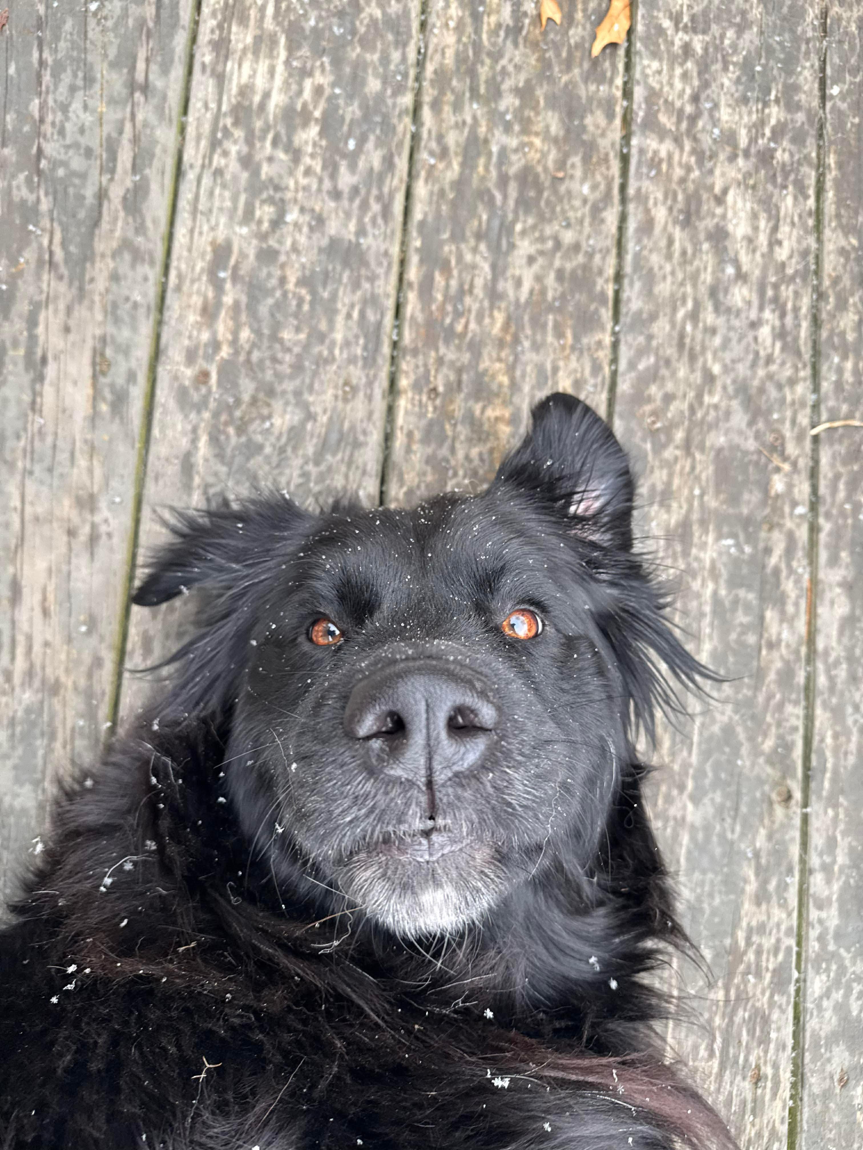 Enlarge Kevin, a ADOPTABLE Flat-Coated Retriever in Washington, DC image 5/5