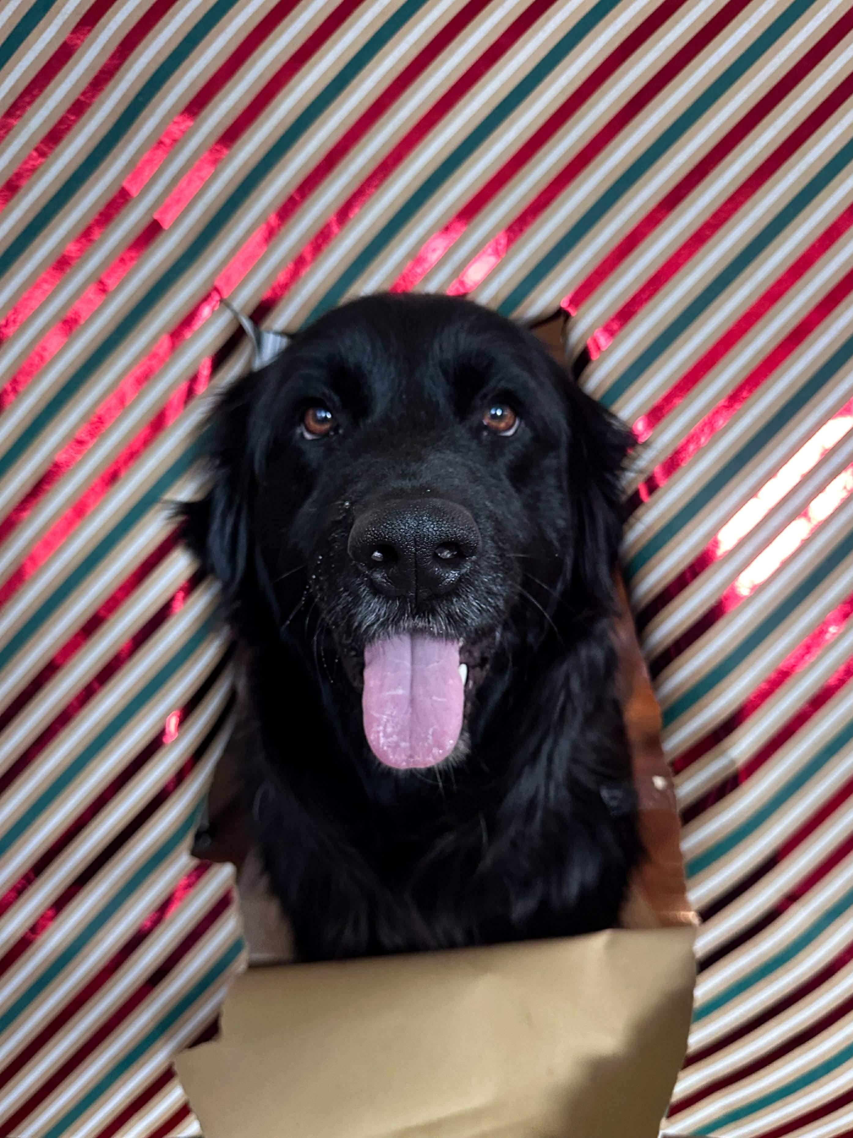 Enlarge Kevin, a ADOPTABLE Flat-Coated Retriever in Washington, DC image 3/5