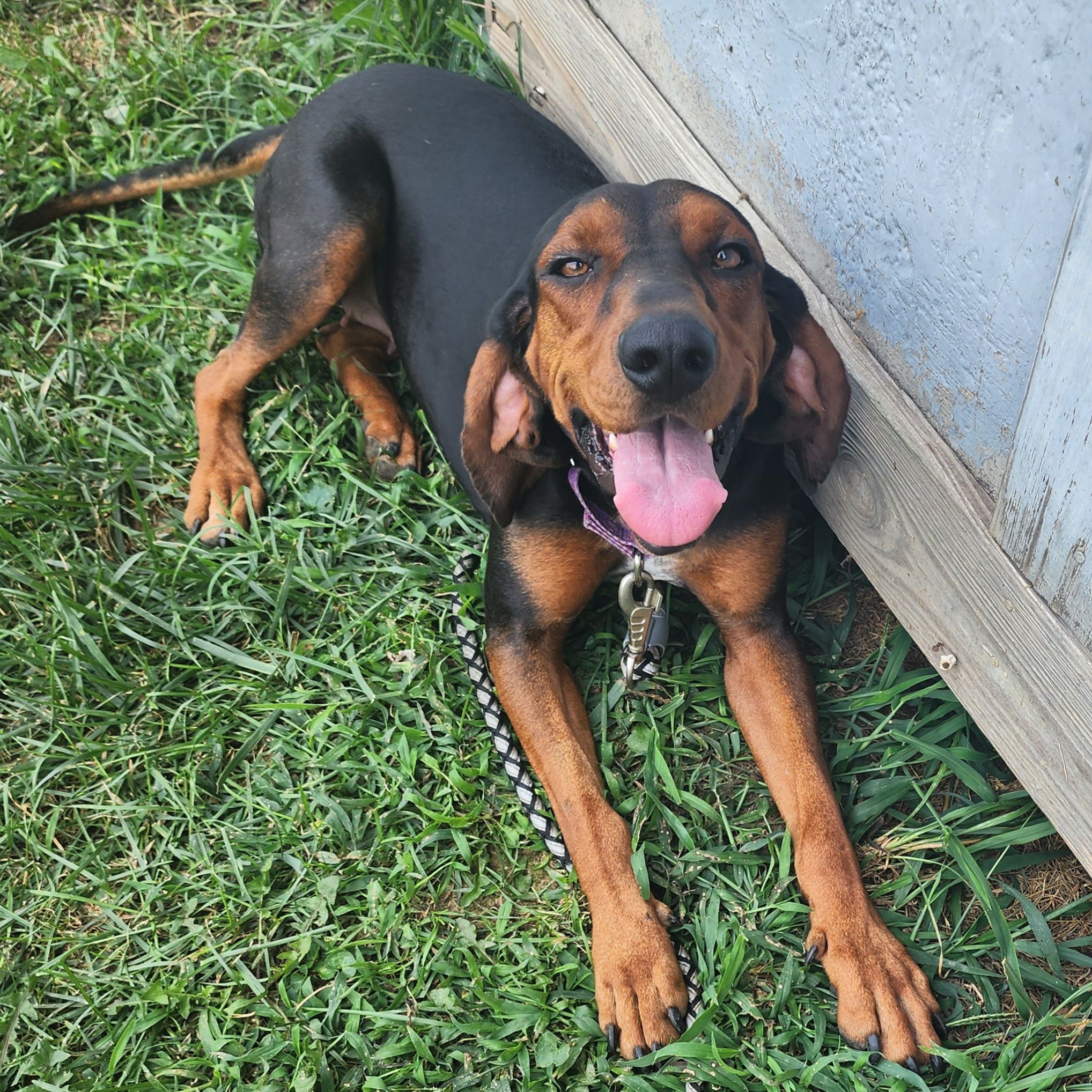 Maggie -- Full of Joy, an adoptable Black and Tan Coonhound in North Bay, ON image 2/6