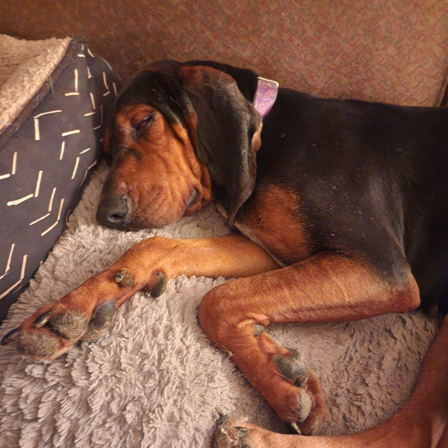 Maggie -- Full of Joy, an adoptable Black and Tan Coonhound in North Bay, ON image 3/6