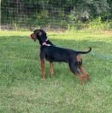 Maggie -- Full of Joy, an adoptable Black and Tan Coonhound in North Bay, ON image 5/6
