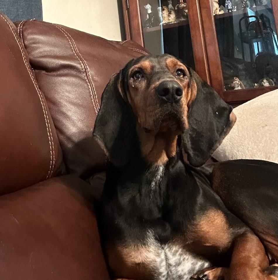 Maggie -- Full of Joy, adoptable, Adult Female Black and Tan Coonhound.