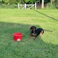 Maggie -- Full of Joy, an adoptable Black and Tan Coonhound in North Bay, ON image 6/6