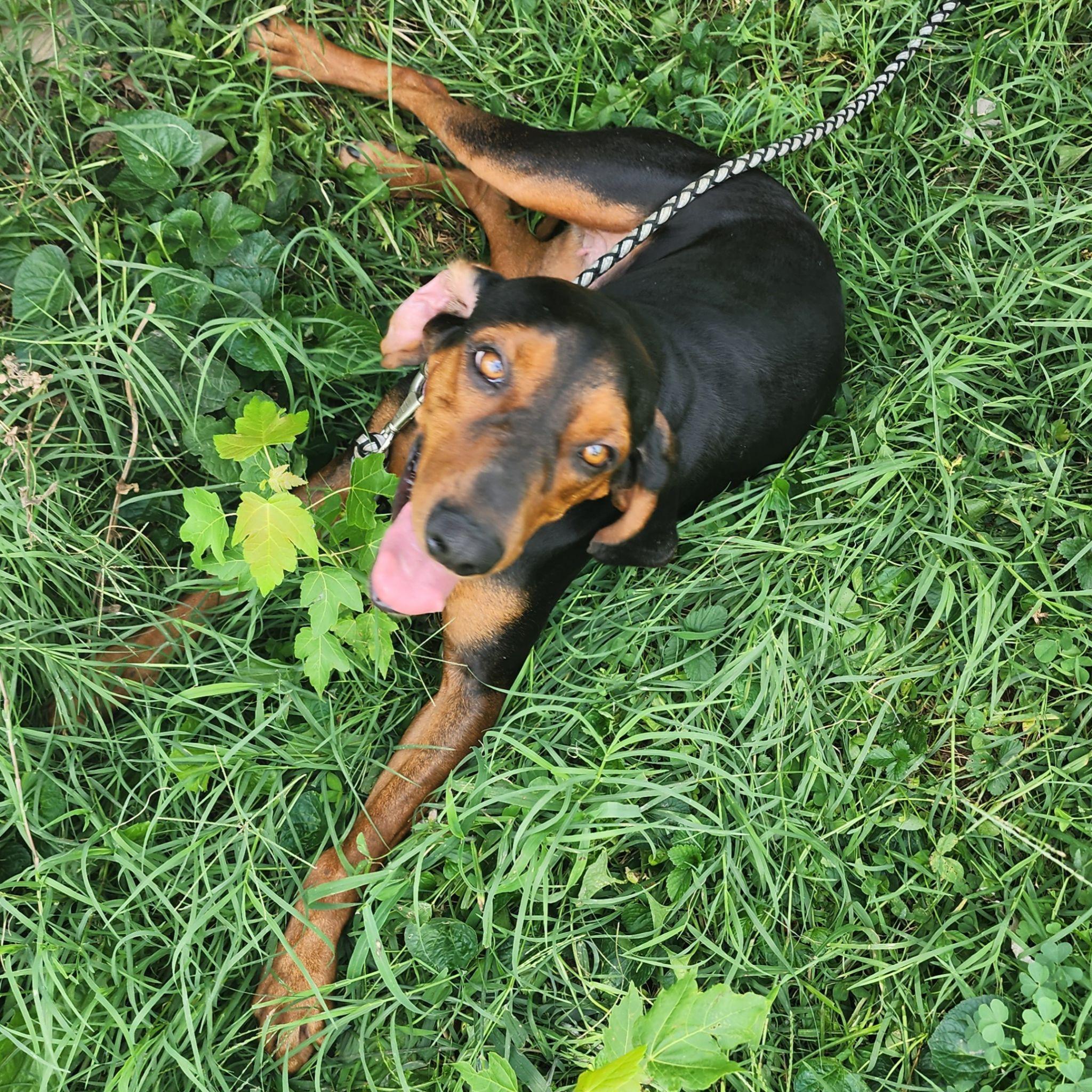 Maggie -- Full of Joy, an adoptable Black and Tan Coonhound in North Bay, ON image 4/6