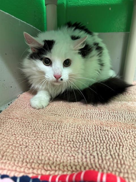 BITSY, Adoptable, Adult Female Domestic Long Hair.