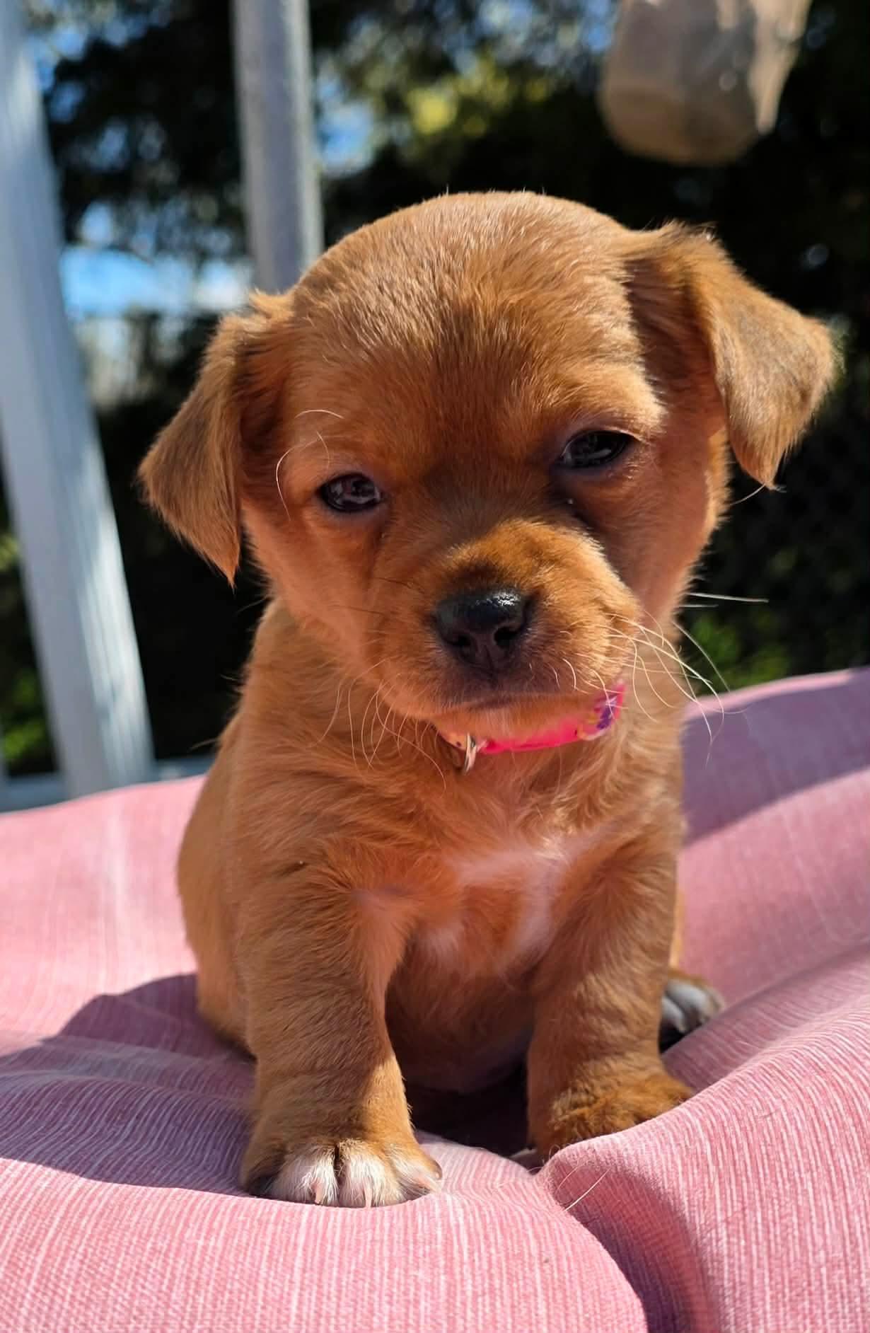 Emma, ADOPTABLE, Puppy Female Wirehaired Terrier.