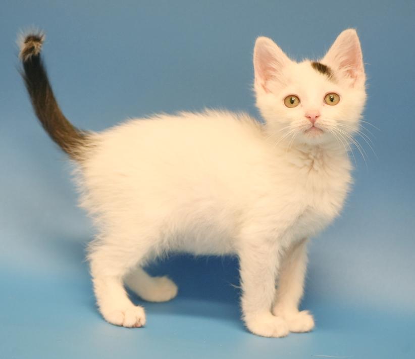John is such a joy!  Happiest kitten ever- so teeny!