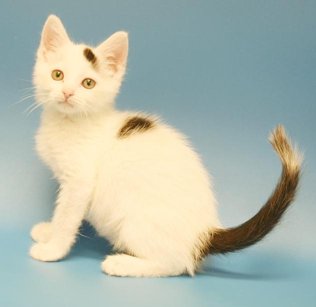 John is such a joy!  Happiest kitten ever- so teeny!
