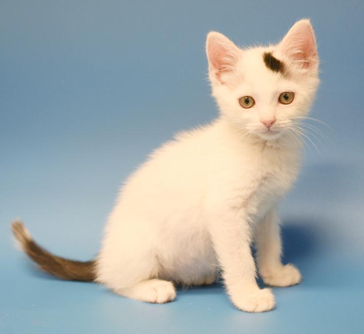 John is such a joy!  Happiest kitten ever- so teeny!