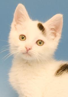 John is such a joy!  Happiest kitten ever- so teeny!
