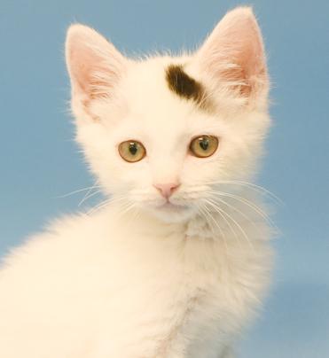 John is such a joy!  Happiest kitten ever- so teeny!