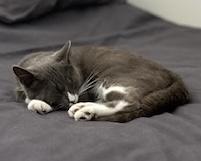 Olive, an adoptable Domestic Short Hair in Stanstead, QC image 3/3