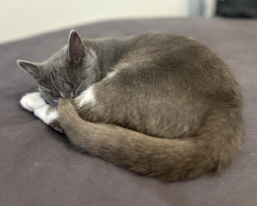Olive, an adoptable Domestic Short Hair in Stanstead, QC image 2/3