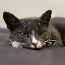 Olive, adoptable, Young Female Domestic Short Hair.