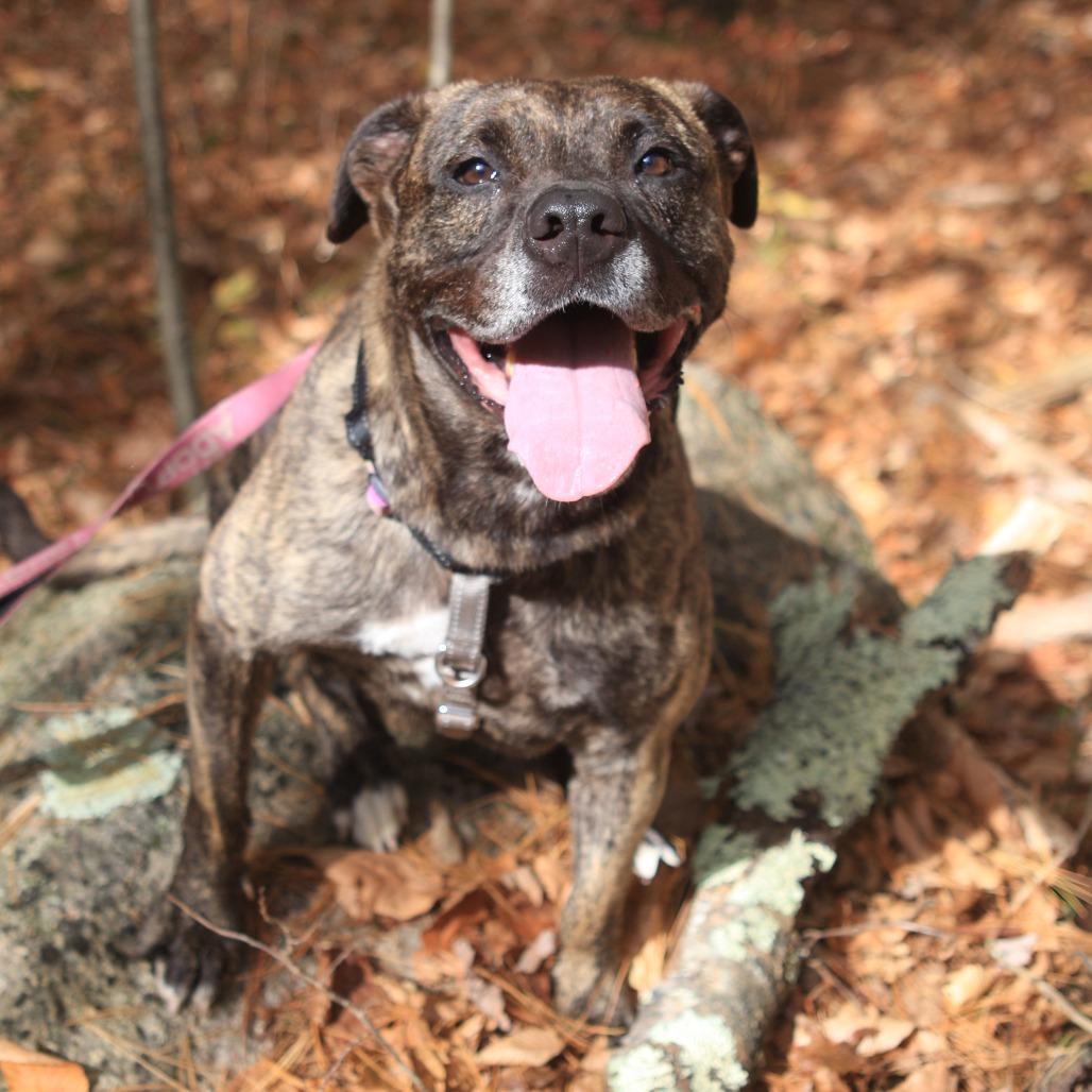 Jill, Adoptable, Adult Female Mixed Breed & Mountain Cur.