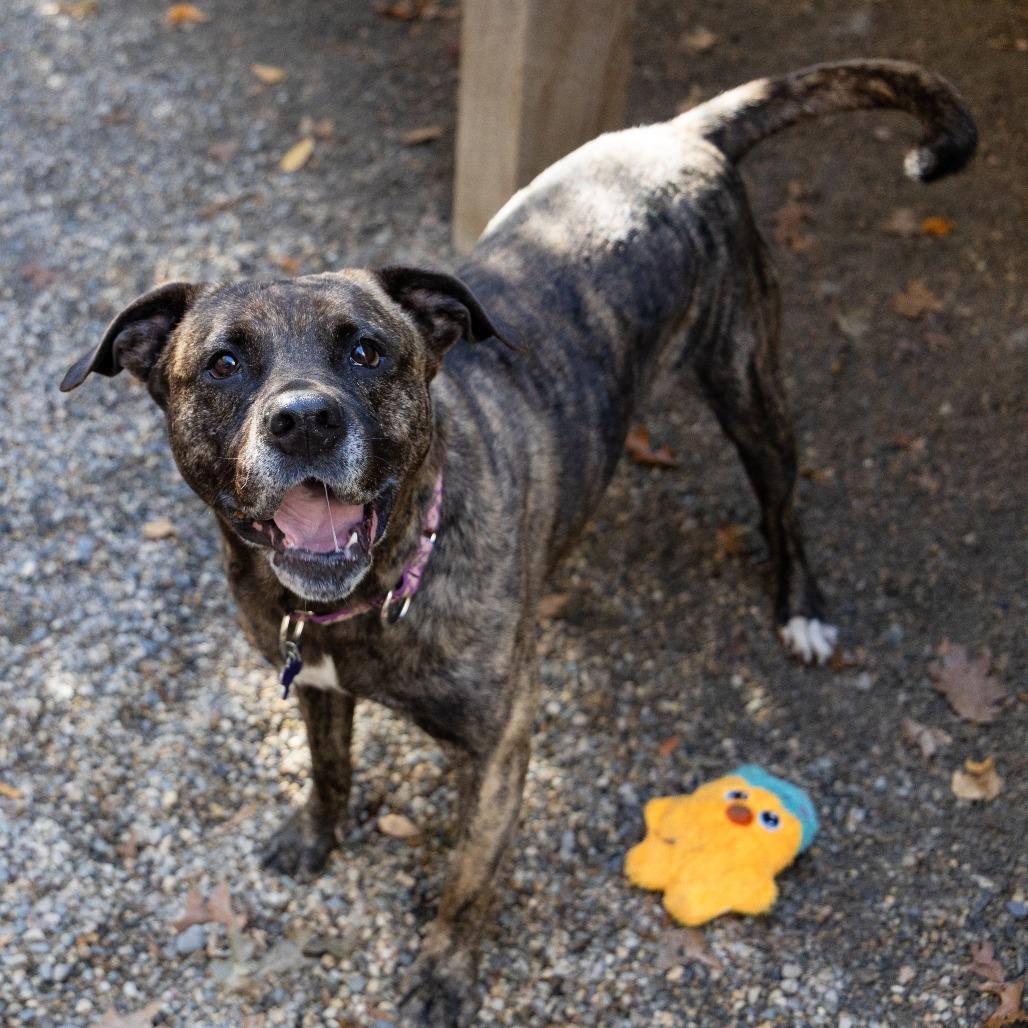 Enlarge Jill, a Adoptable mixed breed in Hopkinton, MA image 2/6