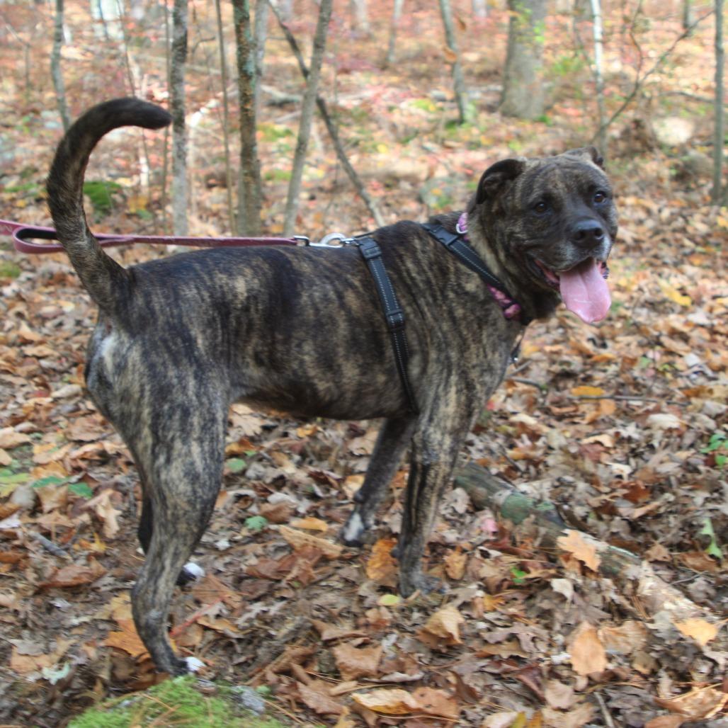 Enlarge Jill, a Adoptable mixed breed in Hopkinton, MA image 1/6
