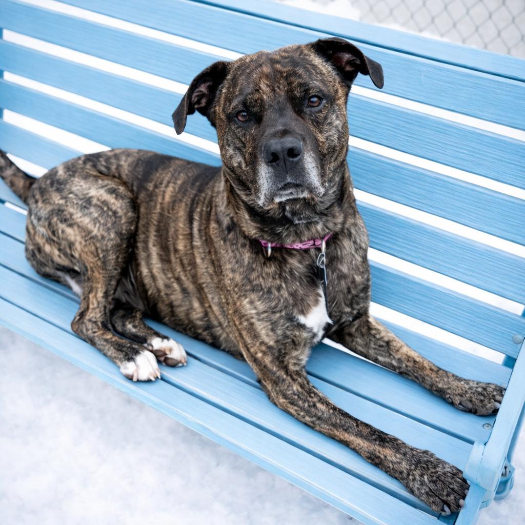 Jill, Adoptable, Adult Female Mixed Breed & Mountain Cur.