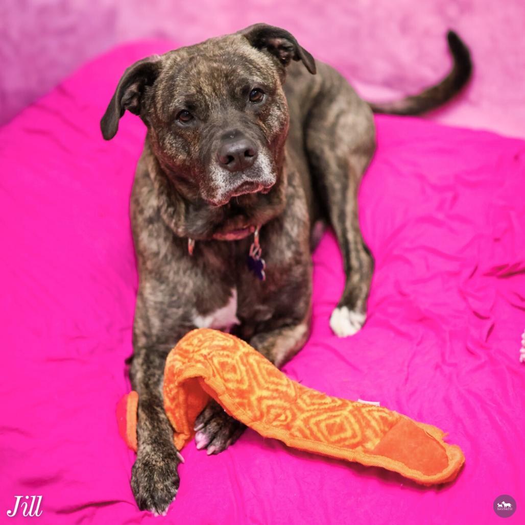 Jill, Adoptable, Senior Female Boxer & Mixed Breed.