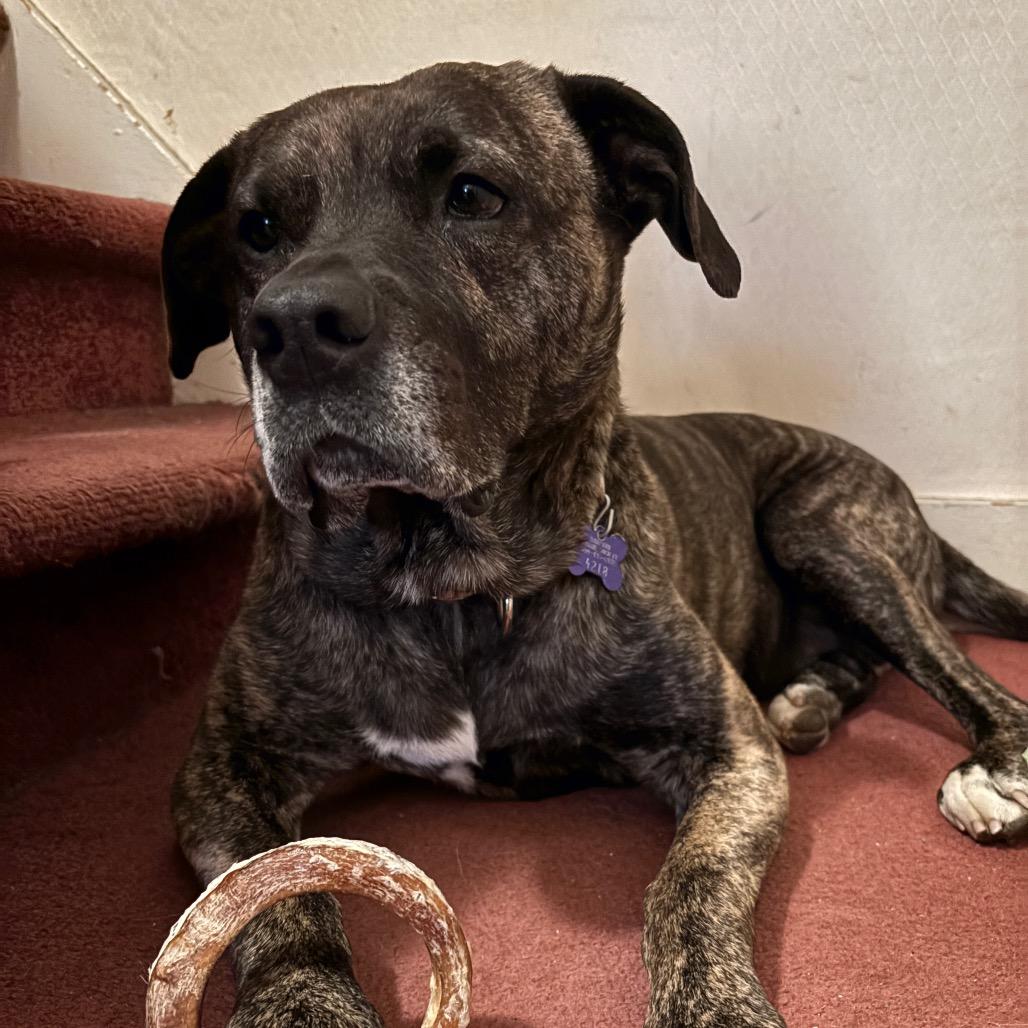 Enlarge Jill, a Adoptable mixed breed in Hopkinton, MA image 2/6