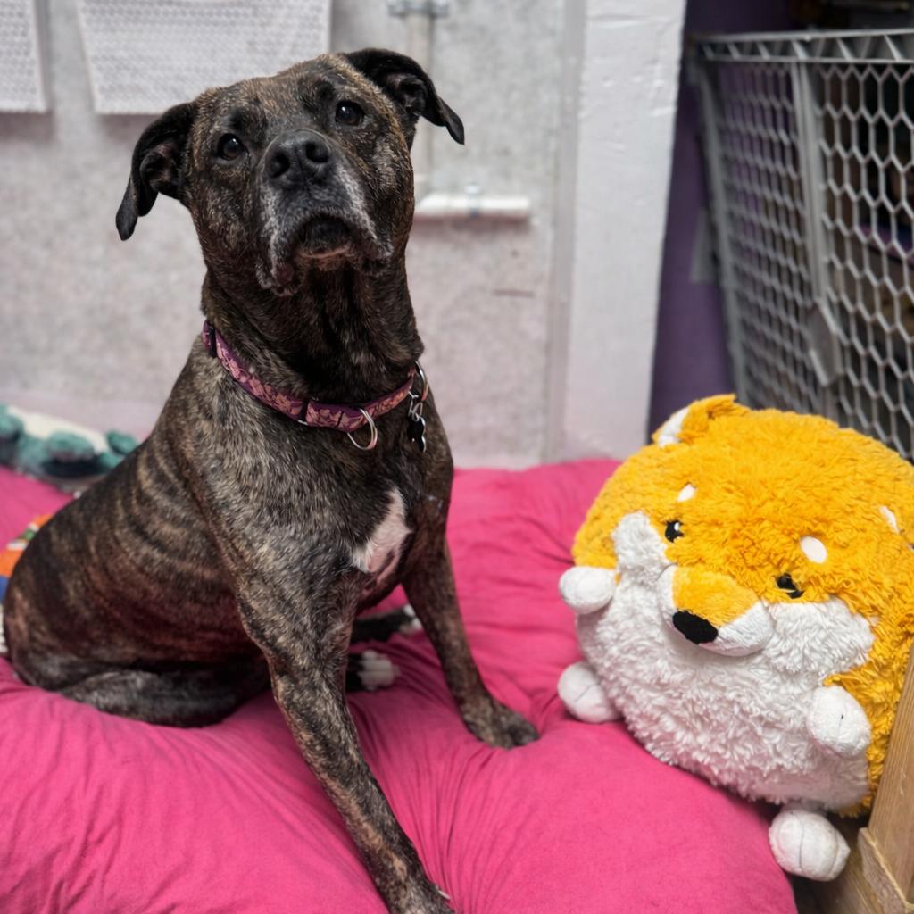 Enlarge Jill, a Adoptable mixed breed in Hopkinton, MA image 3/6