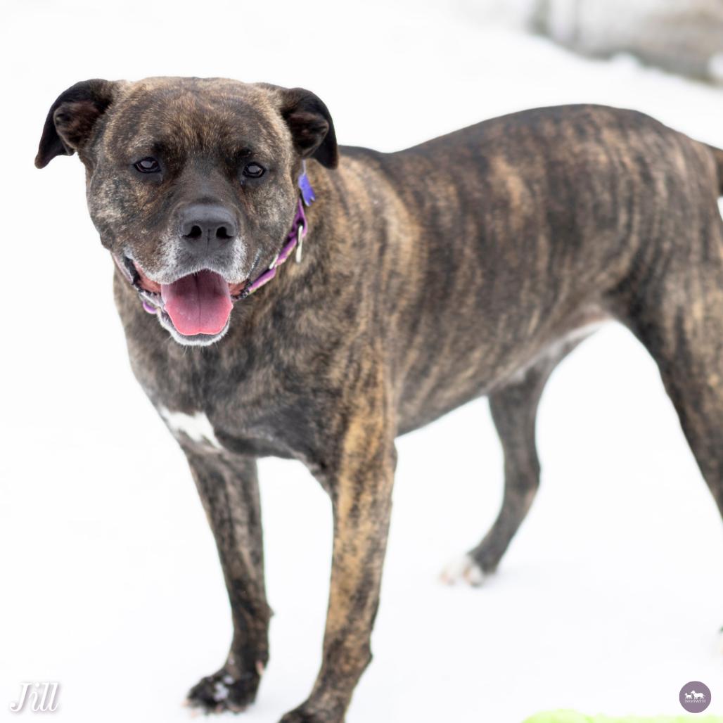 Enlarge Jill, a Adoptable mixed breed in Hopkinton, MA image 3/6