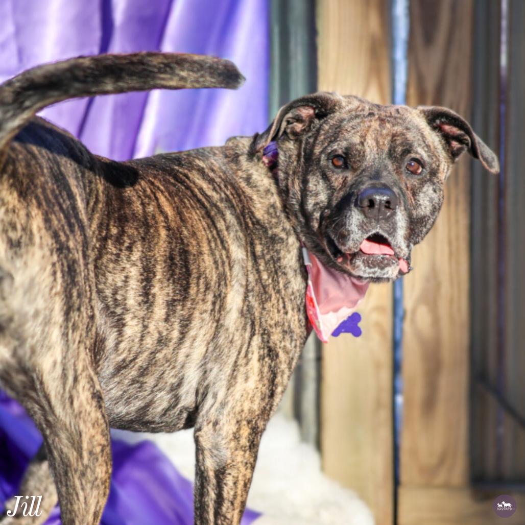 Enlarge Jill, a Adoptable mixed breed in Hopkinton, MA image 4/6