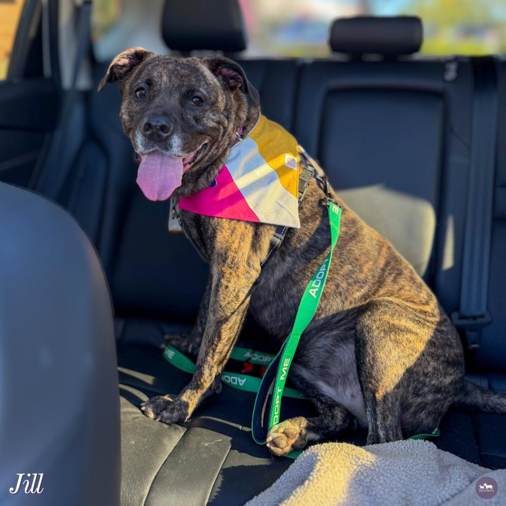 Enlarge Jill, a Adoptable mixed breed in Hopkinton, MA image 4/6