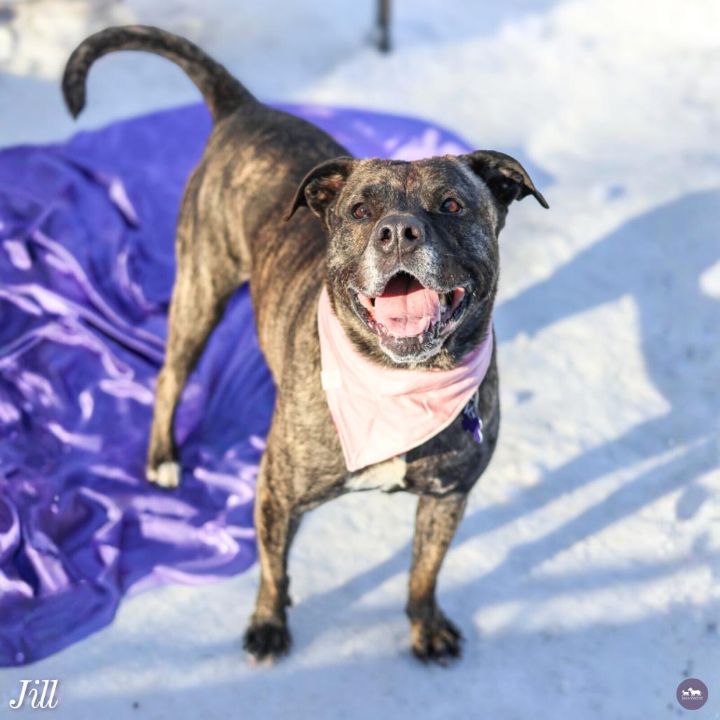 Enlarge Jill, a Adoptable mixed breed in Hopkinton, MA image 5/6