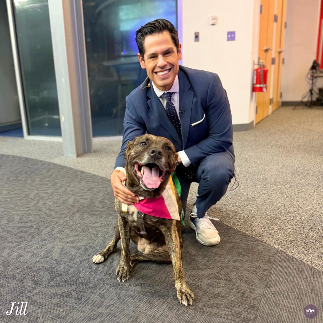 Enlarge Jill, a Adoptable mixed breed in Hopkinton, MA image 5/6