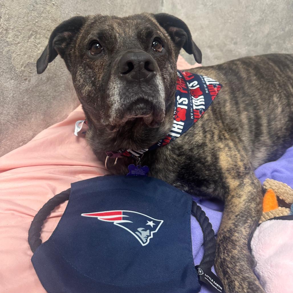 Enlarge Jill, a Adoptable mixed breed in Hopkinton, MA image 4/6